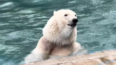 В зоопарке Алматы показали, чем лакомится белая медведица Пурга (видео)