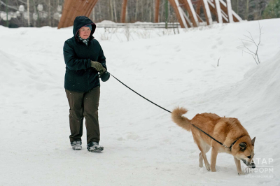 Без регистрации &ndash; штраф: как в Казани инспекторы ветслужбы проверили собак на чипы