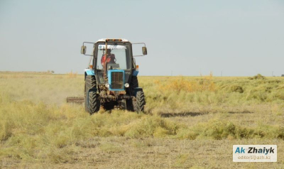 Сбор урожая на полях Атырауской области в разгаре