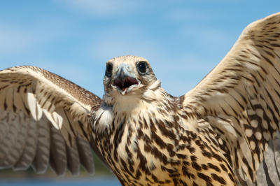 В Петербурге построят мусорный комплекс с ястребами и соколами