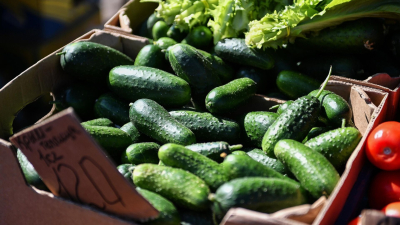 Огурцы стали самым подешевевшим продуктом в России за месяц