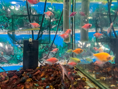 В аэропорт Кольцово прибыли тысячи аквариумных рыбок из Индонезии