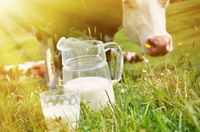 Как управлять молочной фермой: советы экспертов из США, Европы и России