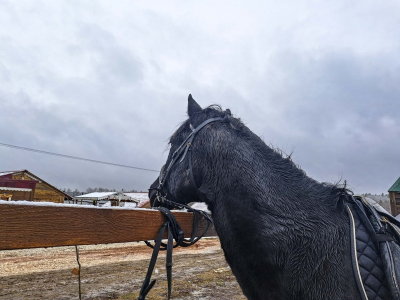 Свердловчанин погиб при пожаре в конюшне &laquo;Надежда&raquo;