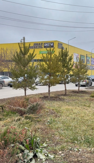 Сосны появились на главном проспекте Актобе