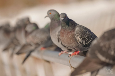 Юрист Жаров напомнил, что кормление голубей обернуться штрафом до 5 тыс. рублей