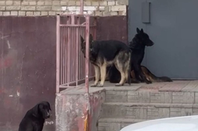 ​Ставка на эвтаназию: в Атырау усыпили тысячи бездомных собак
