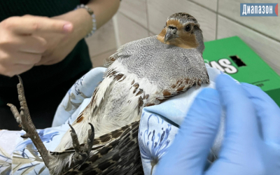 В Актобе спасли куропатку