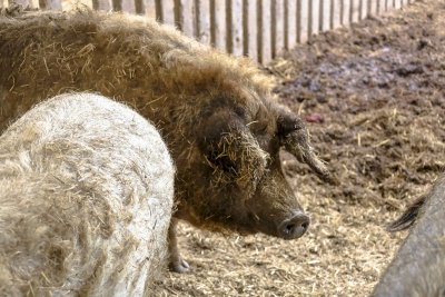Горе-хозяин перерезал вольнолюбивых свиней из Ревды: &laquo;Ищите в шаурмичках&raquo;