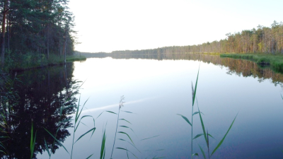 Спасенного на Кубани лебедя выходили и выпустили на озеро