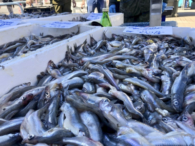 Охота на деликатес: где петербуржцы уже скупают корюшку