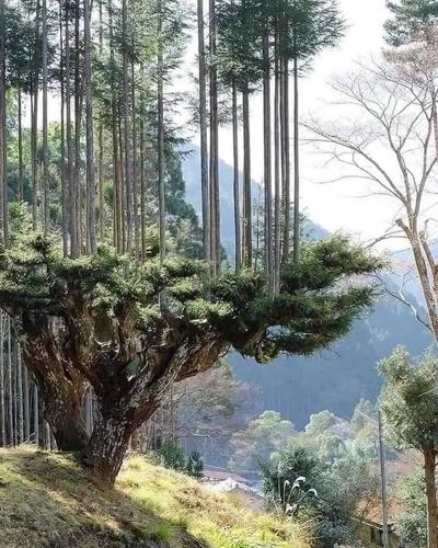 Японцы производят древесину 700 лет, не вырубая деревьев