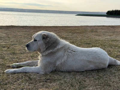 Рустам Минниханов процитировал песню &laquo;Су буйлап&raquo;, показав свой вечер у Волги