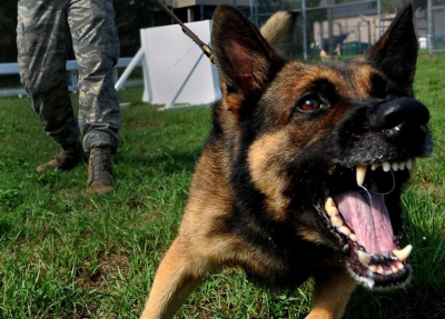 Бродячая собака оставила россиянку без части губы