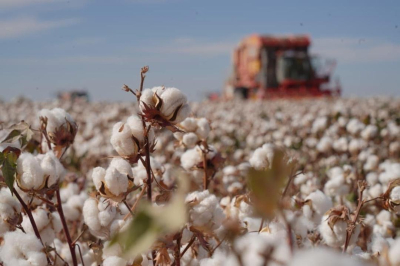 Туркестанская область формирует хлопково-текстильный кластер полного цикла