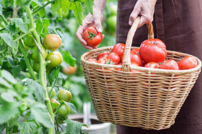 Посевной календарь на апрель: сажаем томаты и перцы в нужный день