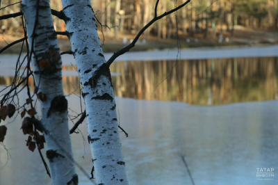 Эколог объяснил, как не получить штраф за сбор березового сока