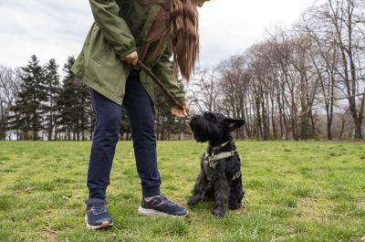 Основы дрессировки и ноузворк: в Казани пройдут бесплатные занятия для собак и их владельцев