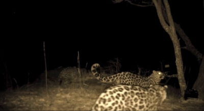 Россиян просят выбрать имя для третьего котёнка дальневосточного леопарда