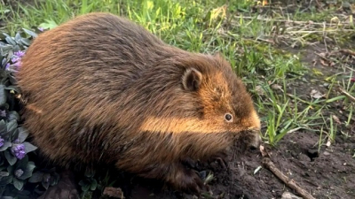 Незваный гость: в Болгаре спасли бобра, вышедшего прогуляться по городу